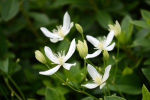 20161014　センニンソウ(仙人草)の花 (1)